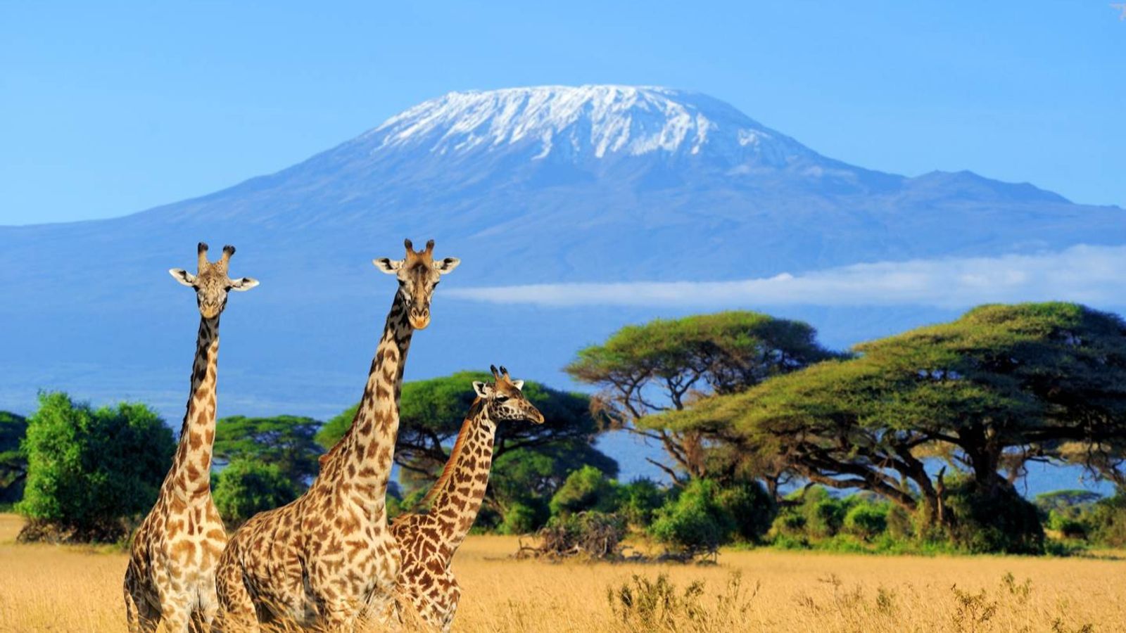 11 Days Romantic Kenya Safari & Diani Beach Getaway
