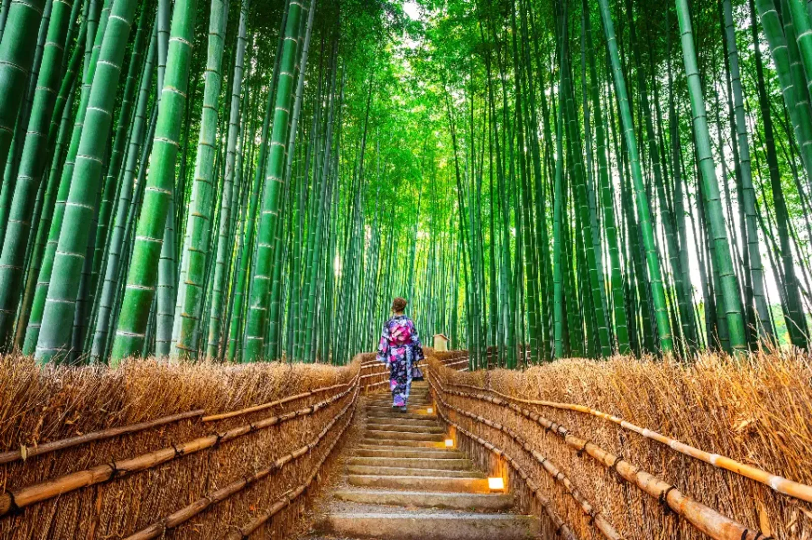 Tour Nhật Bản Cung Đường Vàng 5 Ngày 5 Đêm [khởi hành từ Hà Nội] - Image - 860