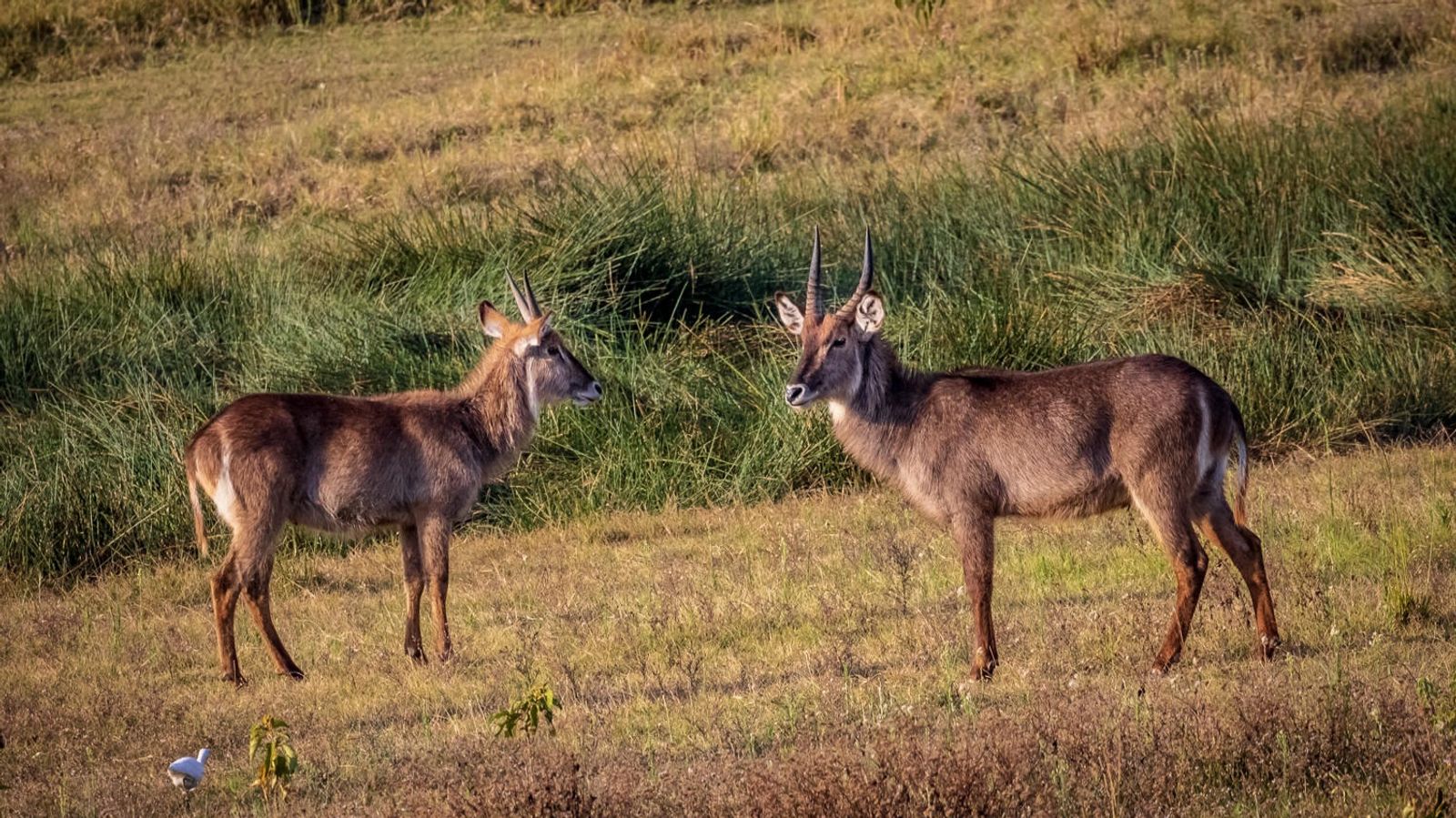 17 Days Ultimate Northern Safari and Trekking (Tanzania) - Image - 11900