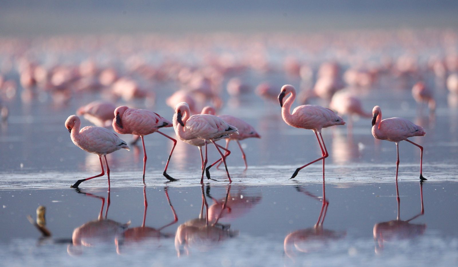 Luxury Serengeti, Ngorongoro & Tarangire Drive-In Safari - Image - 2579