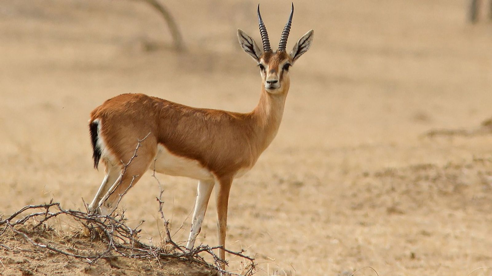 8-Day Private Kenya Bush & Beach Escape Safari - Image - 9616