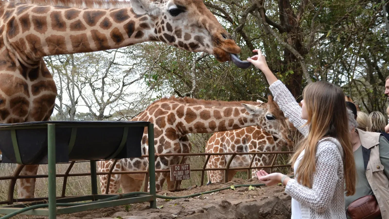 Day Tour To Giraffe Center and Elephant Orphanage Project - Image - 10770