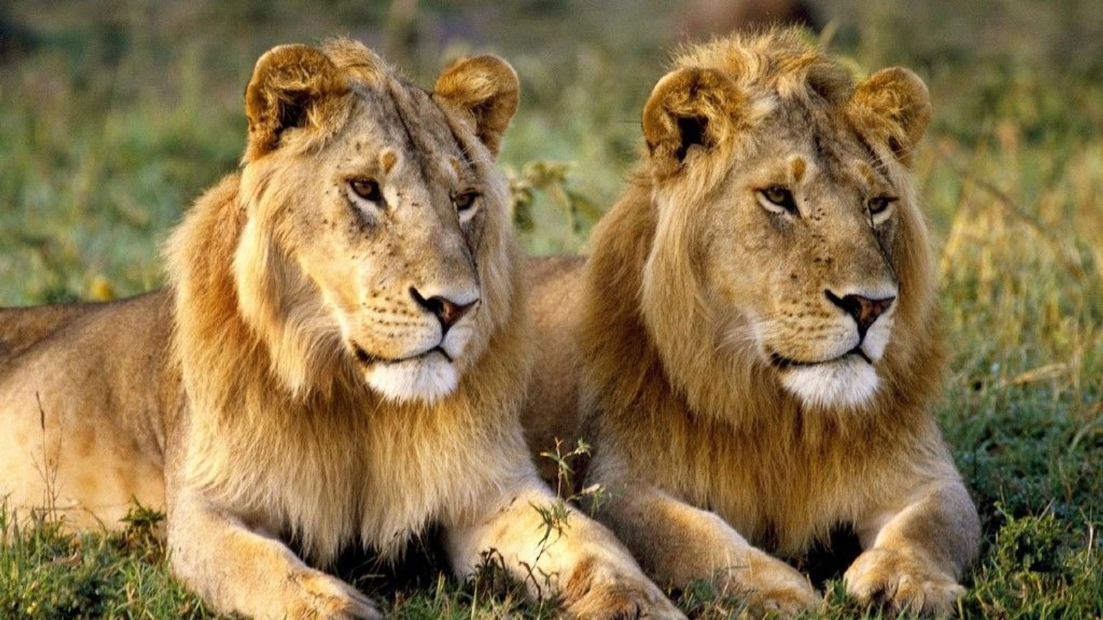 8-Day Private Kenya Bush & Beach Escape Safari - Image - 9615
