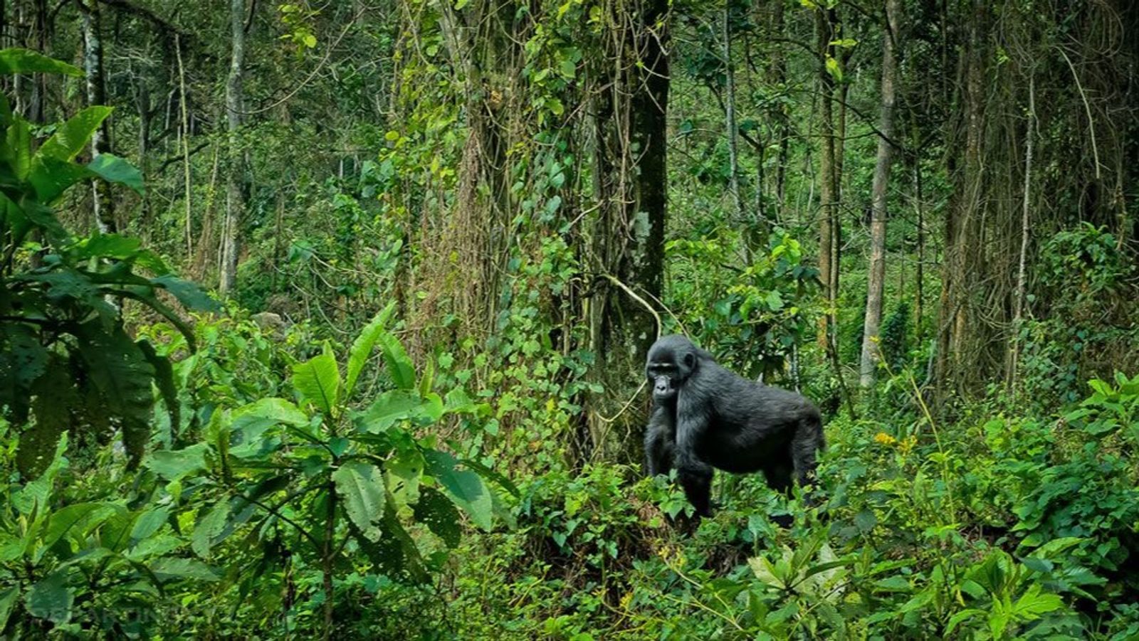 7 Days Uganda Gorillas and Chimpanzee Safari - Image - 11182