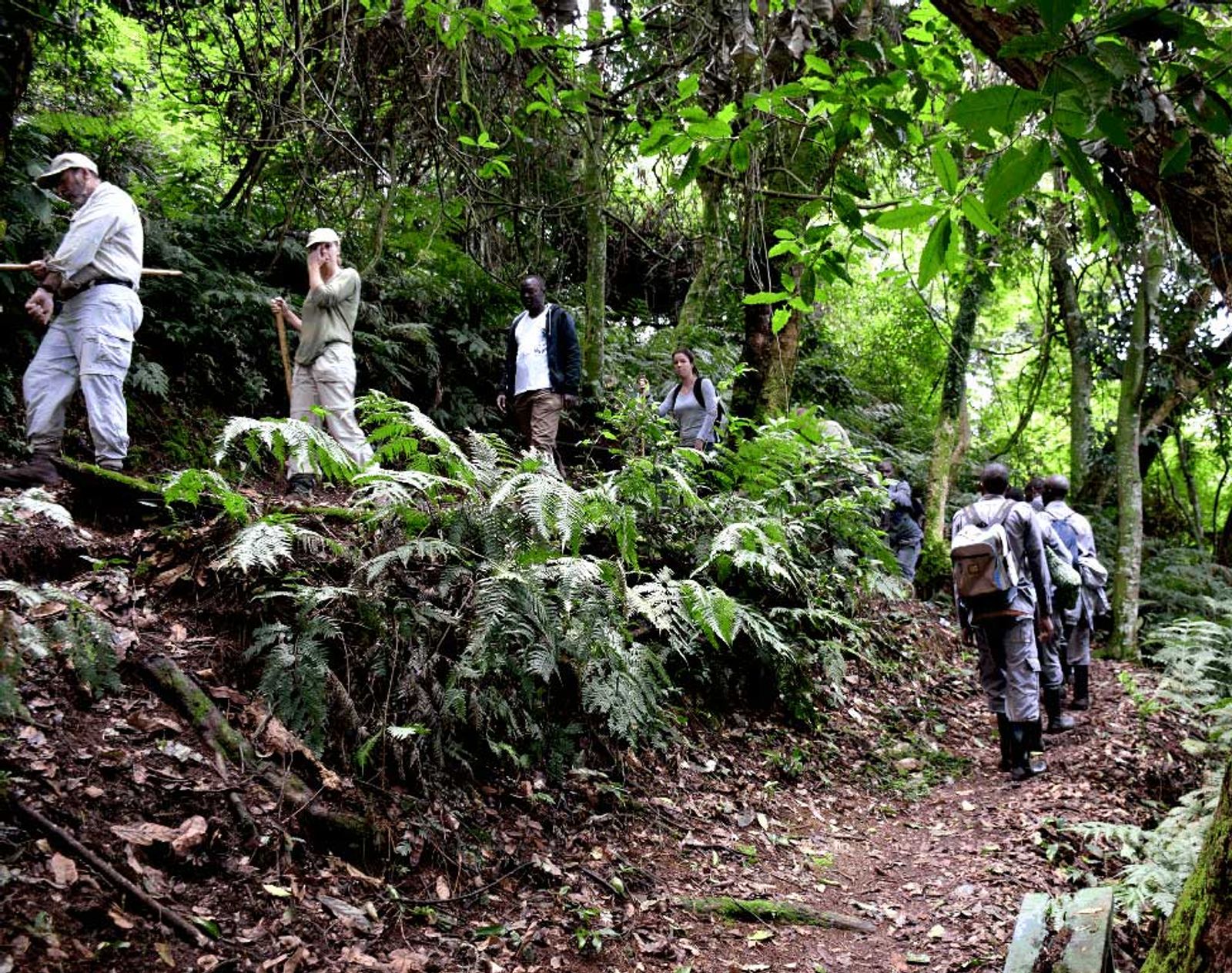 7-Day Uganda Gorilla, Chimpanzees & Wildlife Adventure Safari - Image - 3653