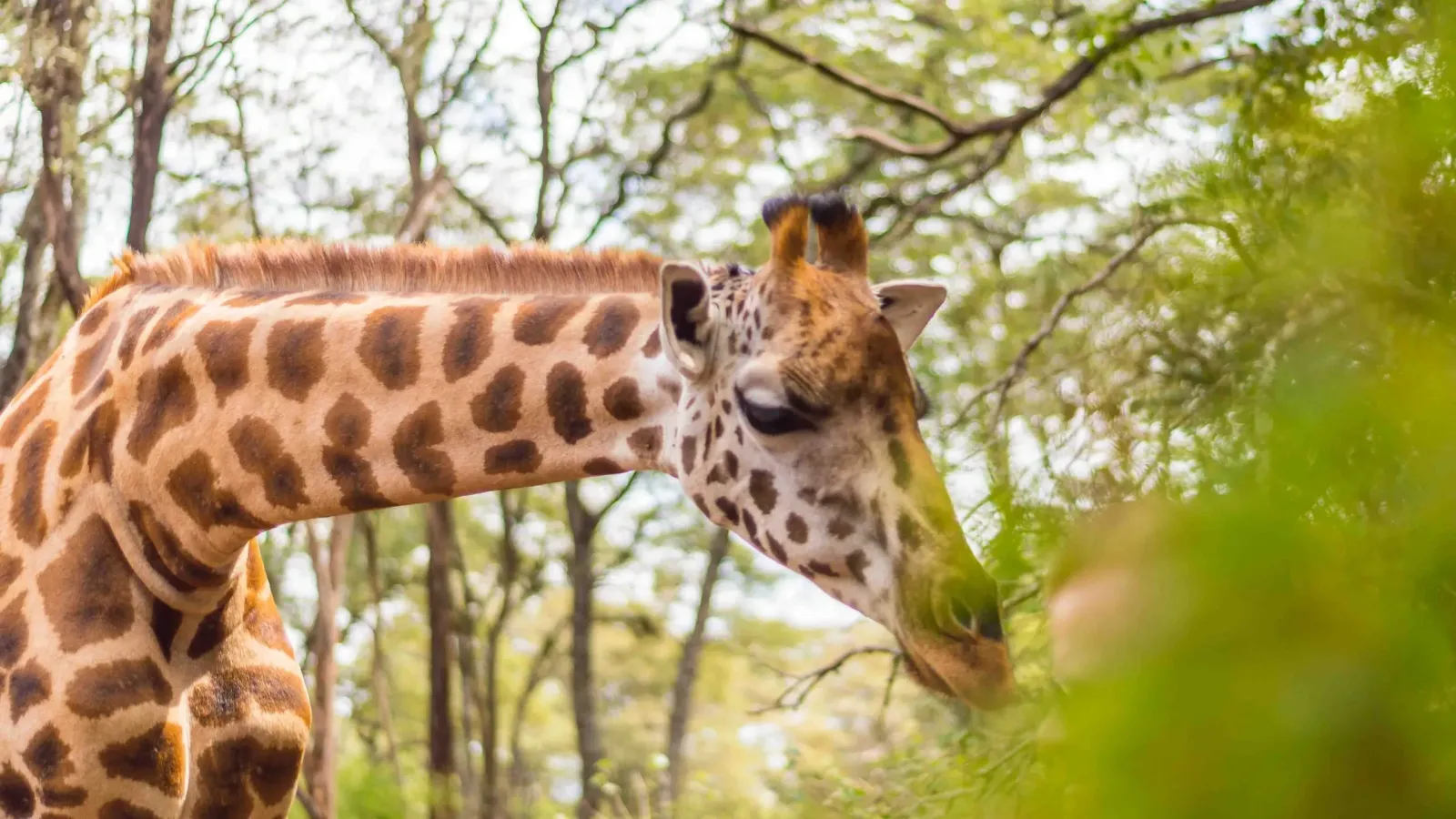 Day Tour To Giraffe Center and Elephant Orphanage Project - Image - 10766