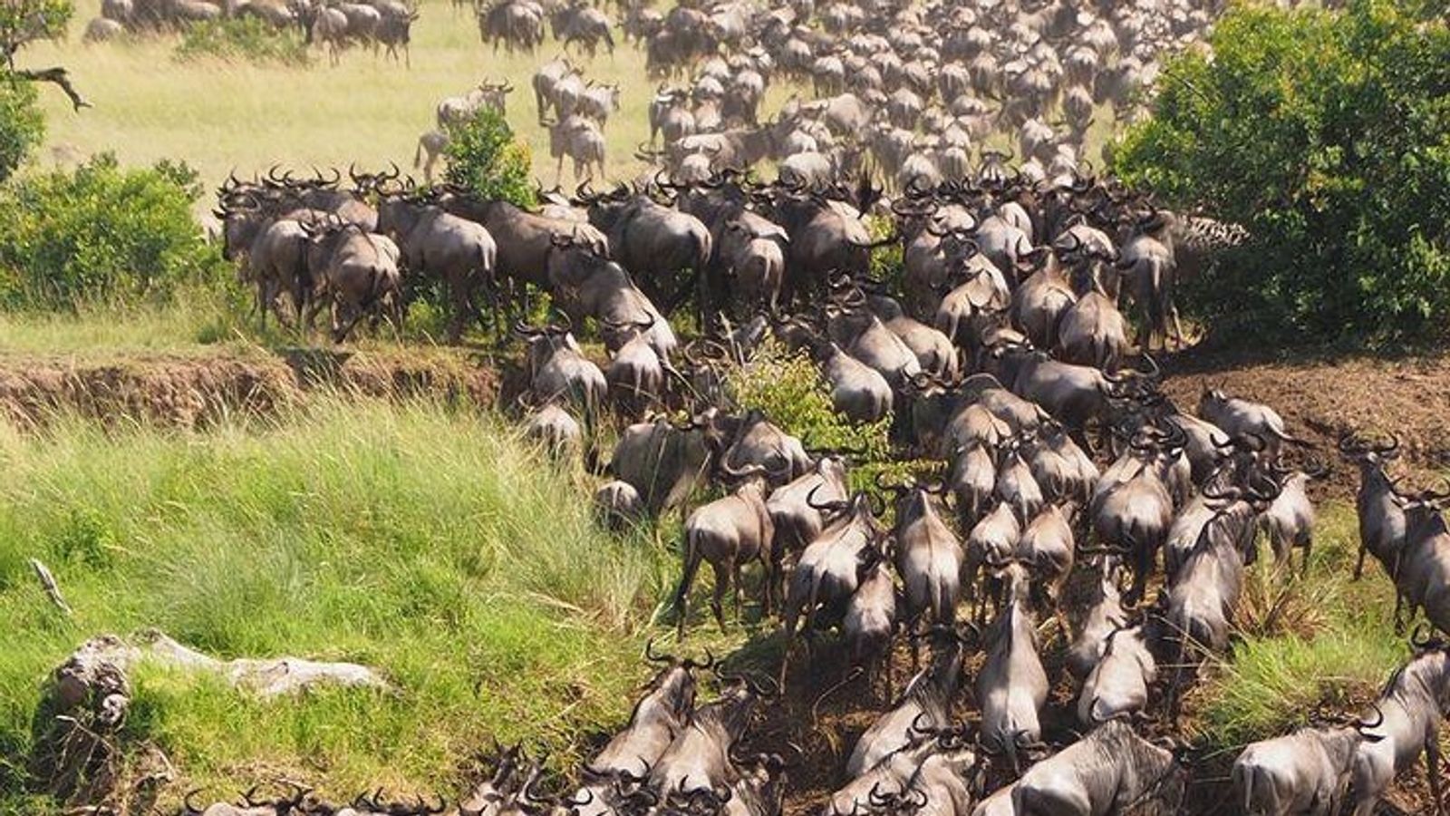 5 DAYS SERENGETI GREAT MIGRATION - Image - 7568