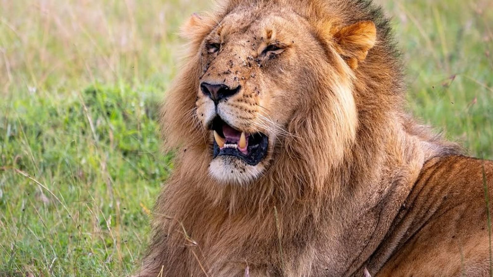 3 Days Murchison Falls Safari - Image - 9791