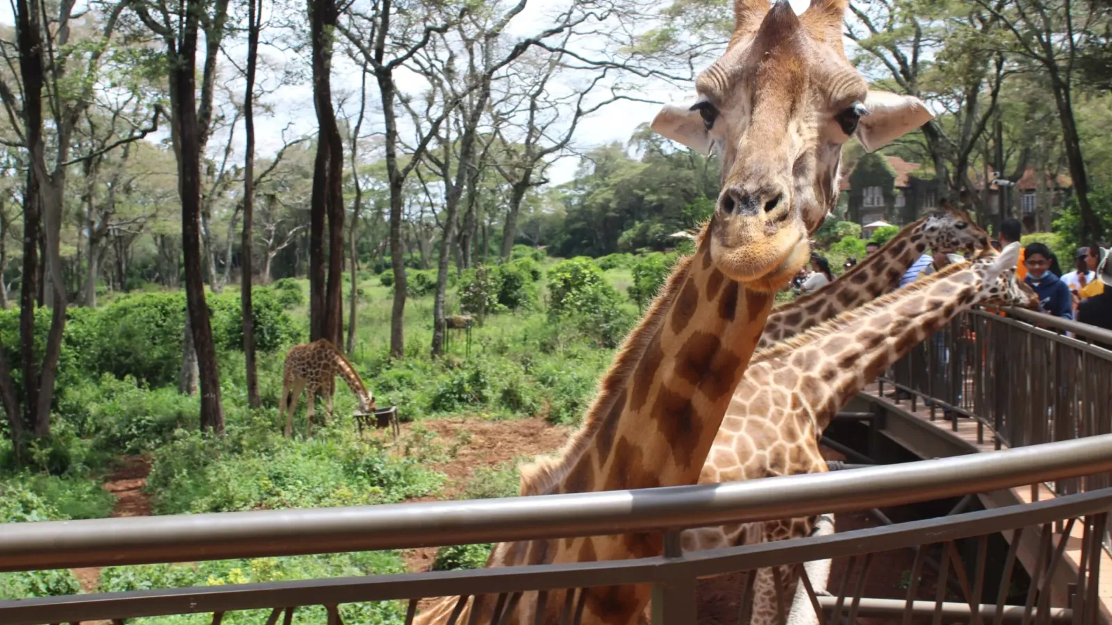 Day Tour To Giraffe Center and Elephant Orphanage Project