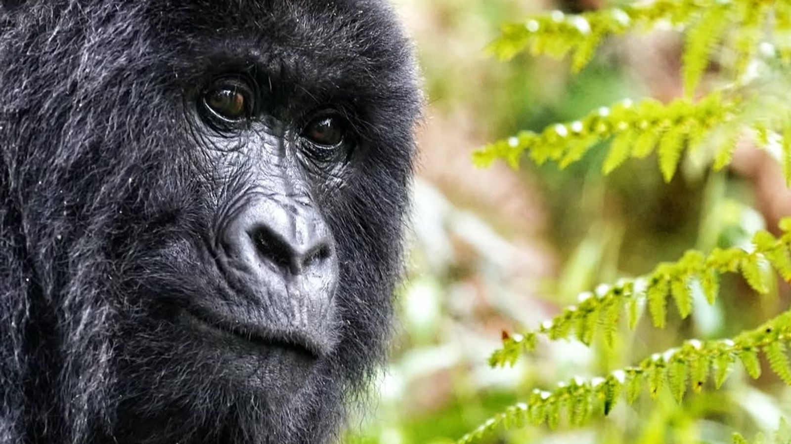 3 Days Gorilla Trekking Tour in Bwindi NP