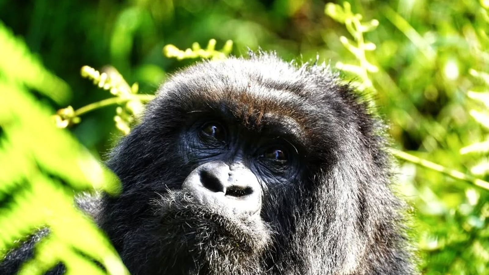 3 Days Gorilla Trekking Tour in Bwindi NP - Image - 8666
