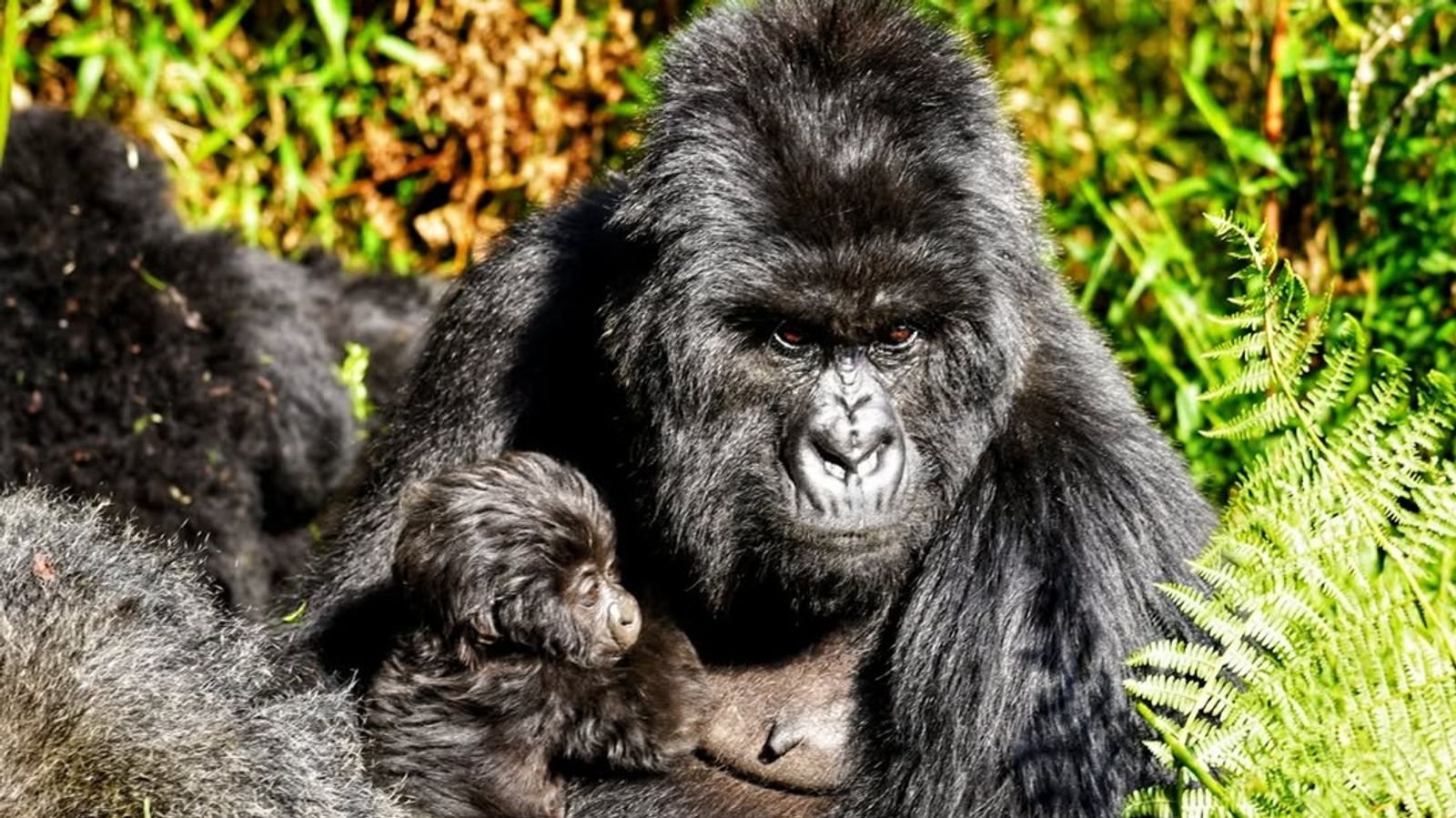 3 Days Gorilla Trekking Tour in Bwindi NP - Image - 8665