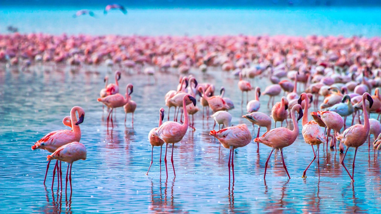 7-Day Private Safari in Kenya - Image - 10740