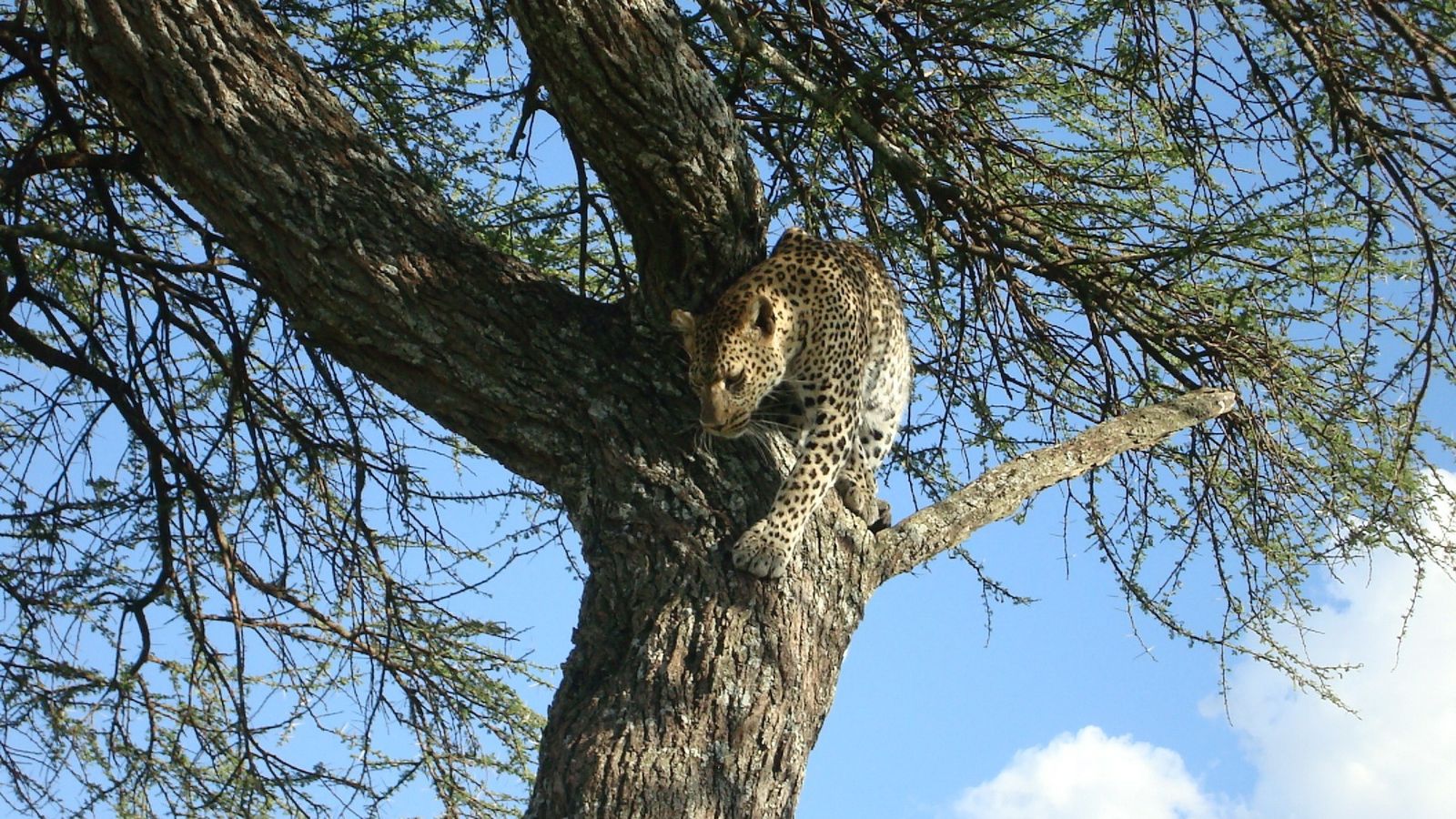 3-Day Mid Range Safari - Serengeti and Ngorongoro Crater - Image - 8451