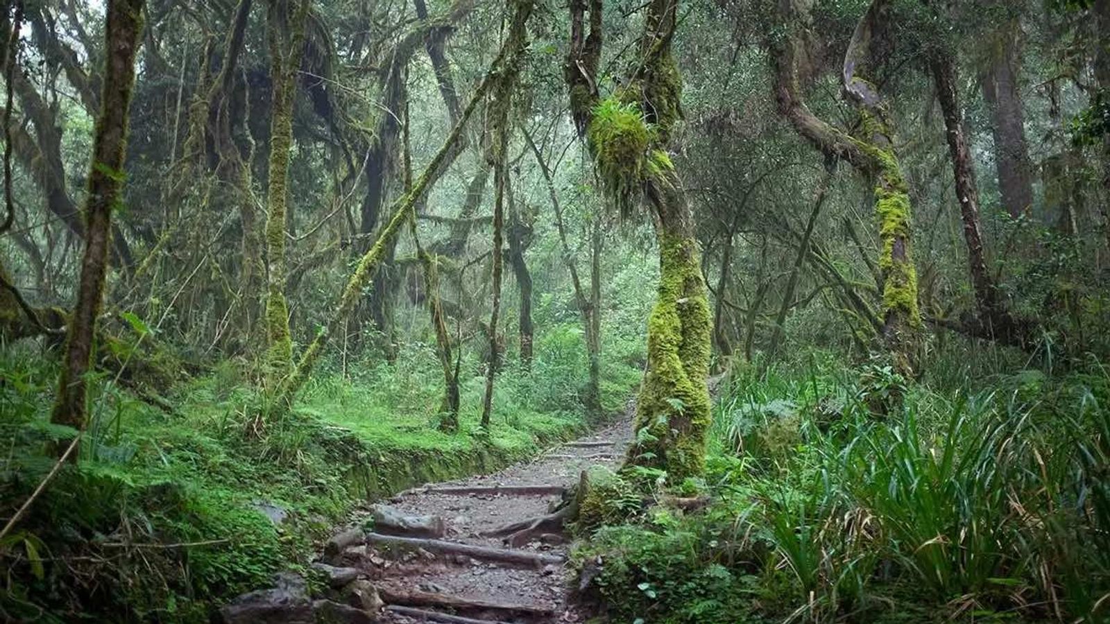 17 Days Ultimate Northern Safari and Trekking (Tanzania) - Image - 11919