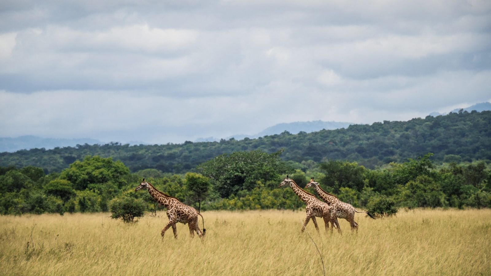 Magic of Nyerere and Mikumi National Parks - Image - 2851
