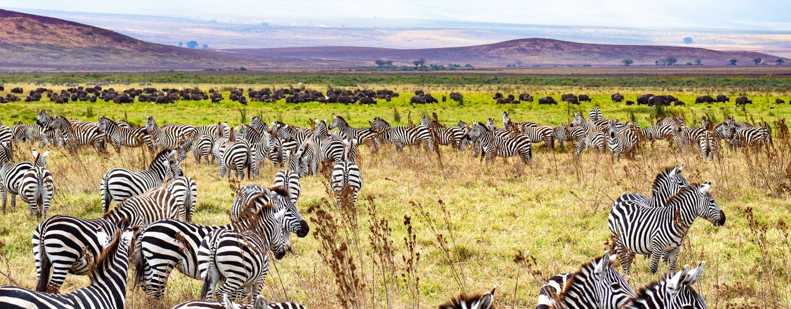 Magic of Nyerere and Mikumi National Parks - Image - 2852