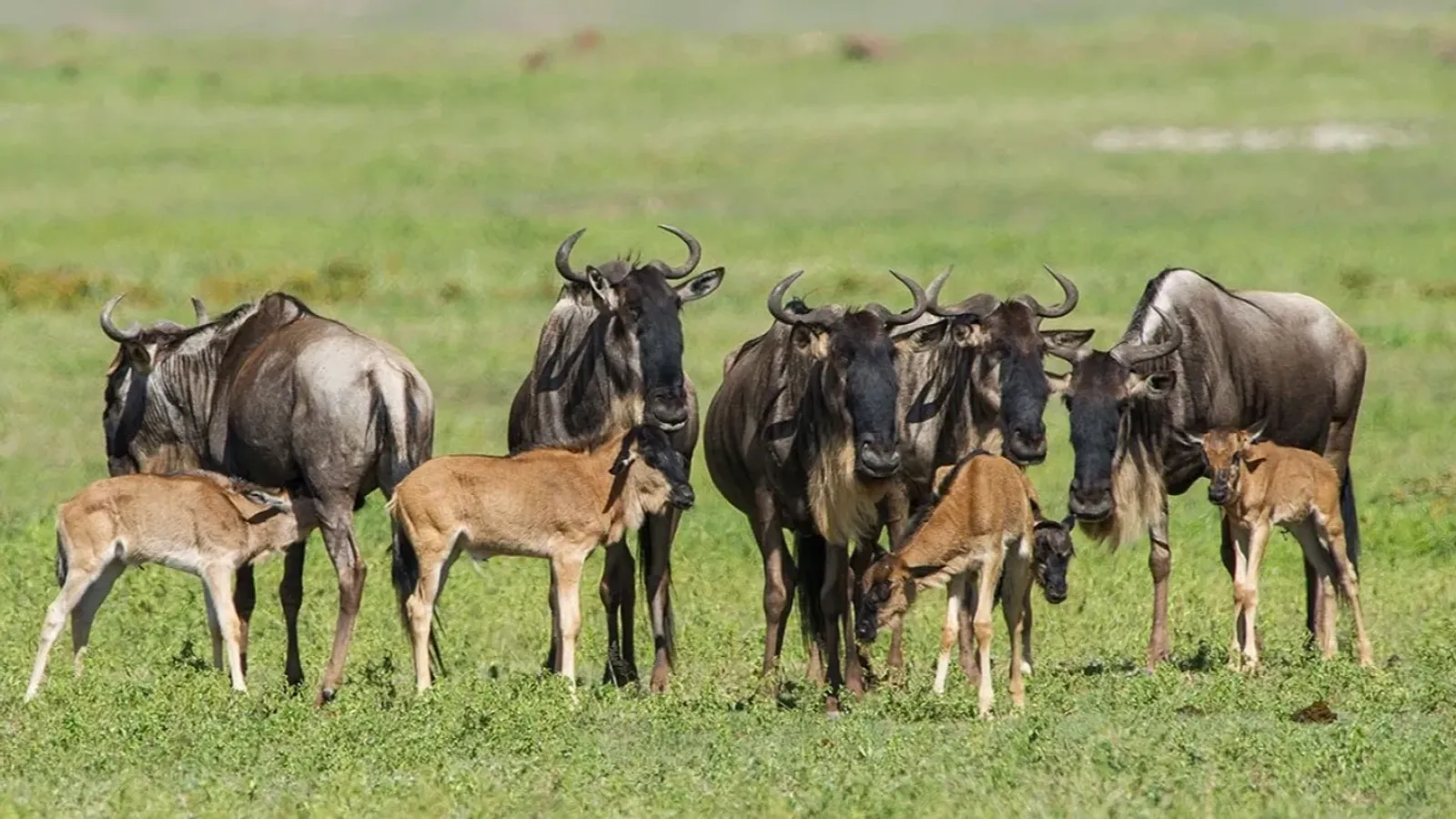 5 Days Ndutu Spectacular Migration Safari