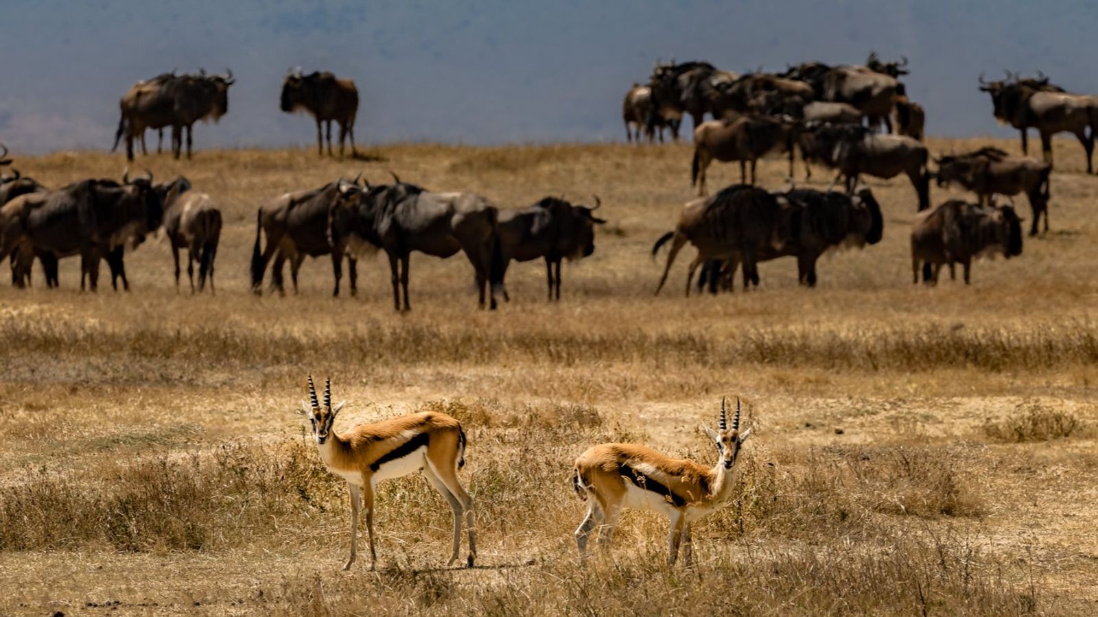 17 Days Ultimate Northern Safari and Trekking (Tanzania) - Image - 11925
