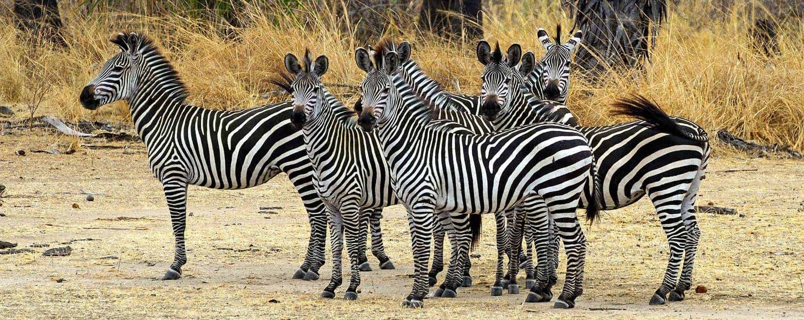 Magic of Nyerere and Mikumi National Parks - Image - 2848