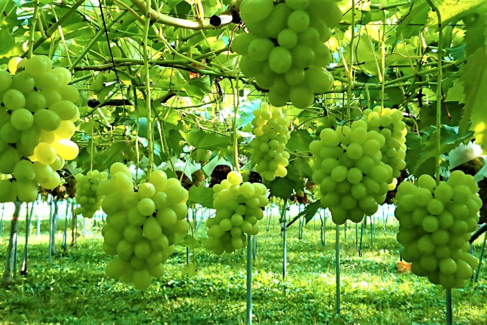 Radiant Summer in Hokkaido