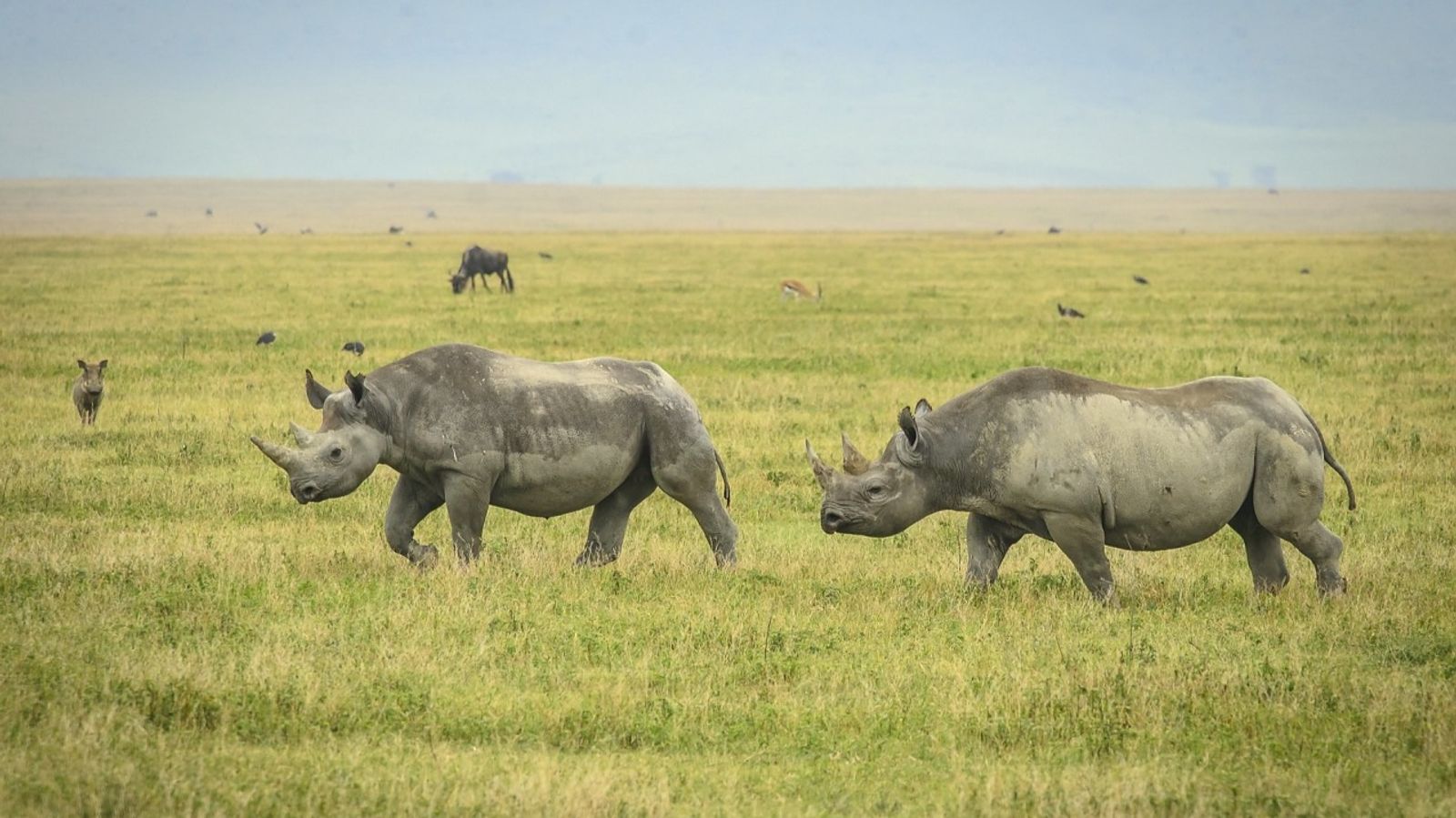 3-Day Mid Range Safari - Serengeti and Ngorongoro Crater - Image - 8444