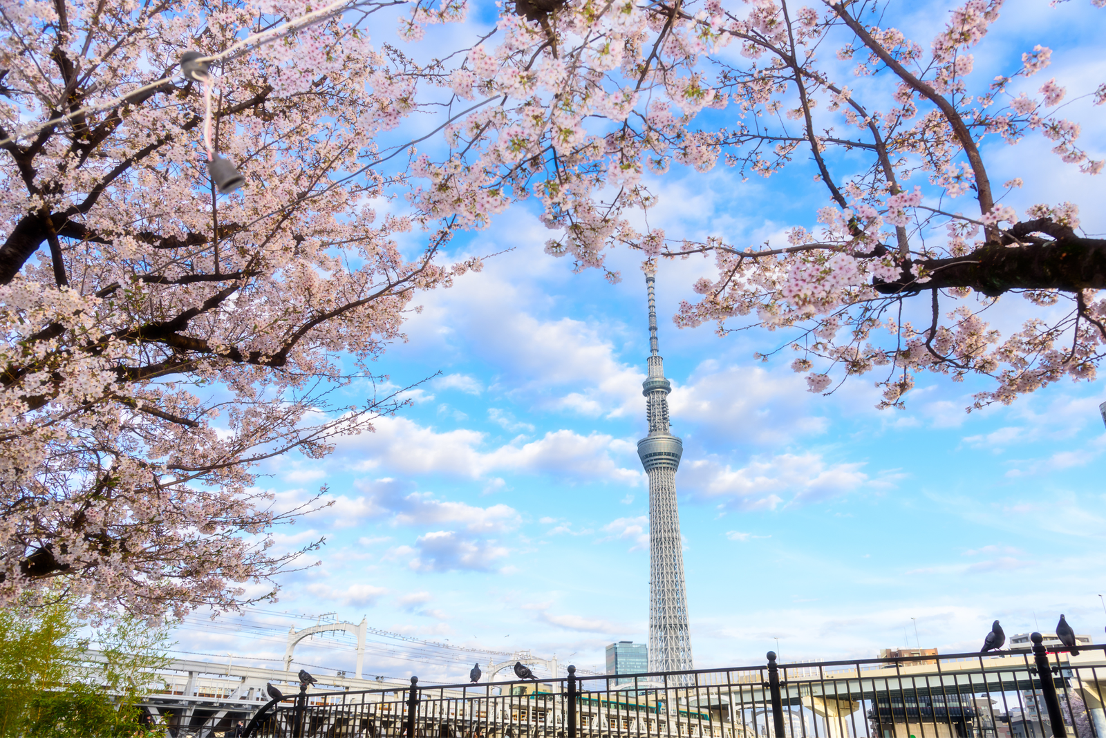 Japan Cherry Blossom Tour: Shirakawago - Tokyo - Mt. Fuji - Matsumoto - Nagoya - Image - 97