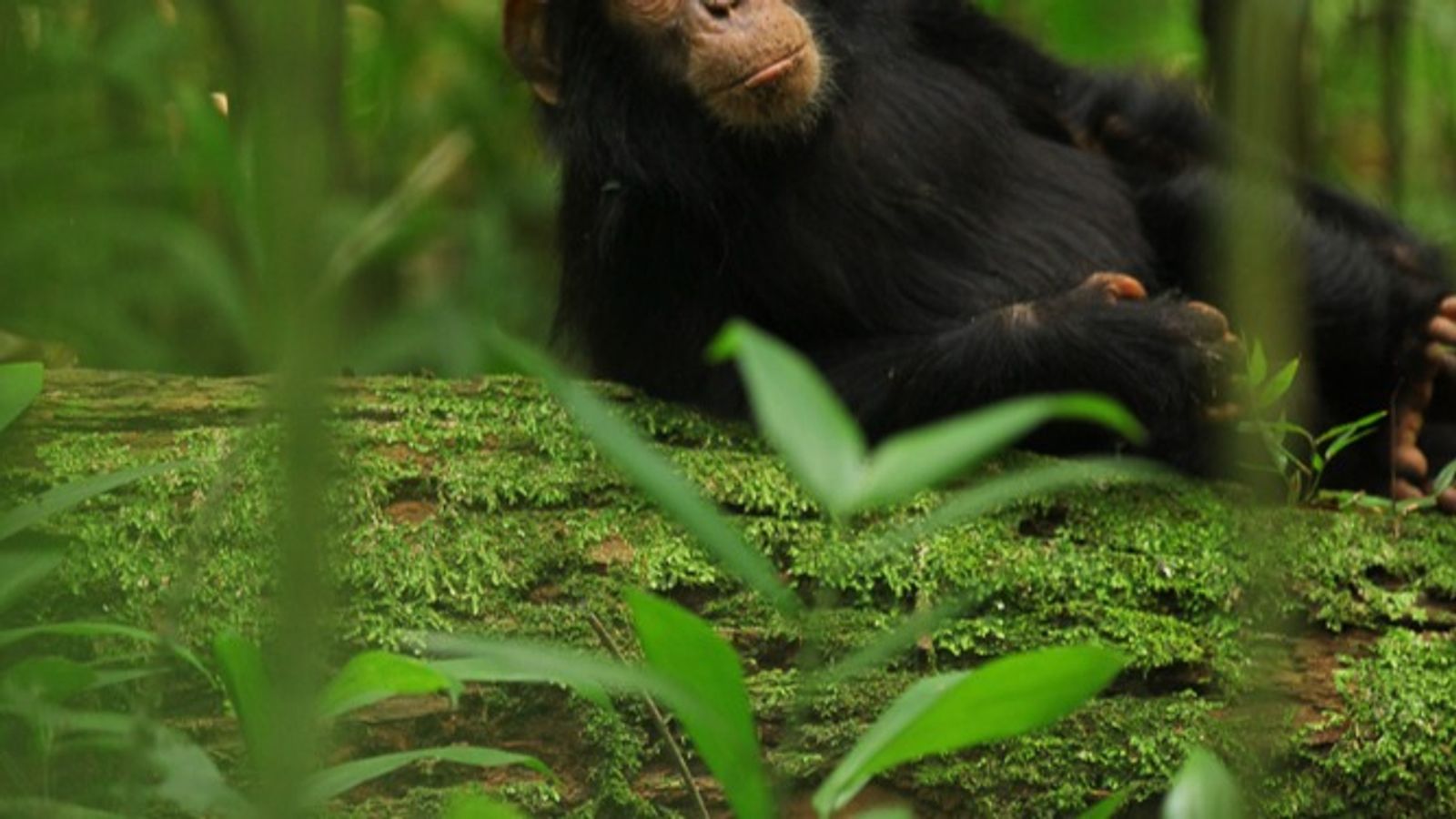 Ngamba Island Chimpanzee Tour