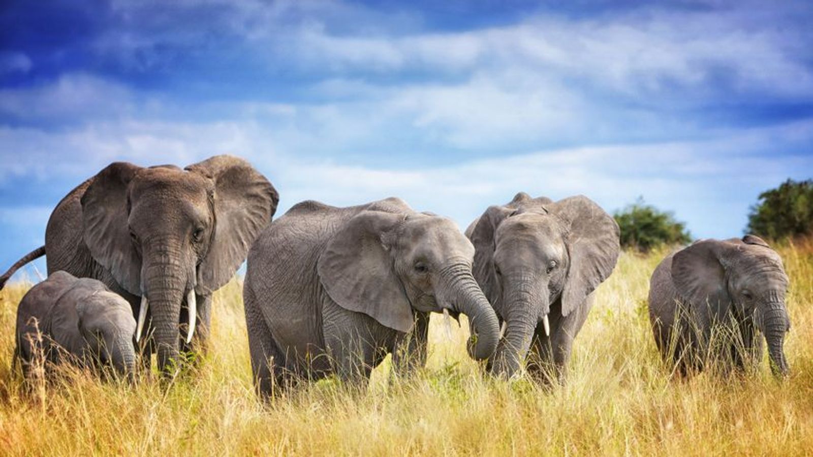 Luxury Serengeti, Ngorongoro & Tarangire Drive-In Safari