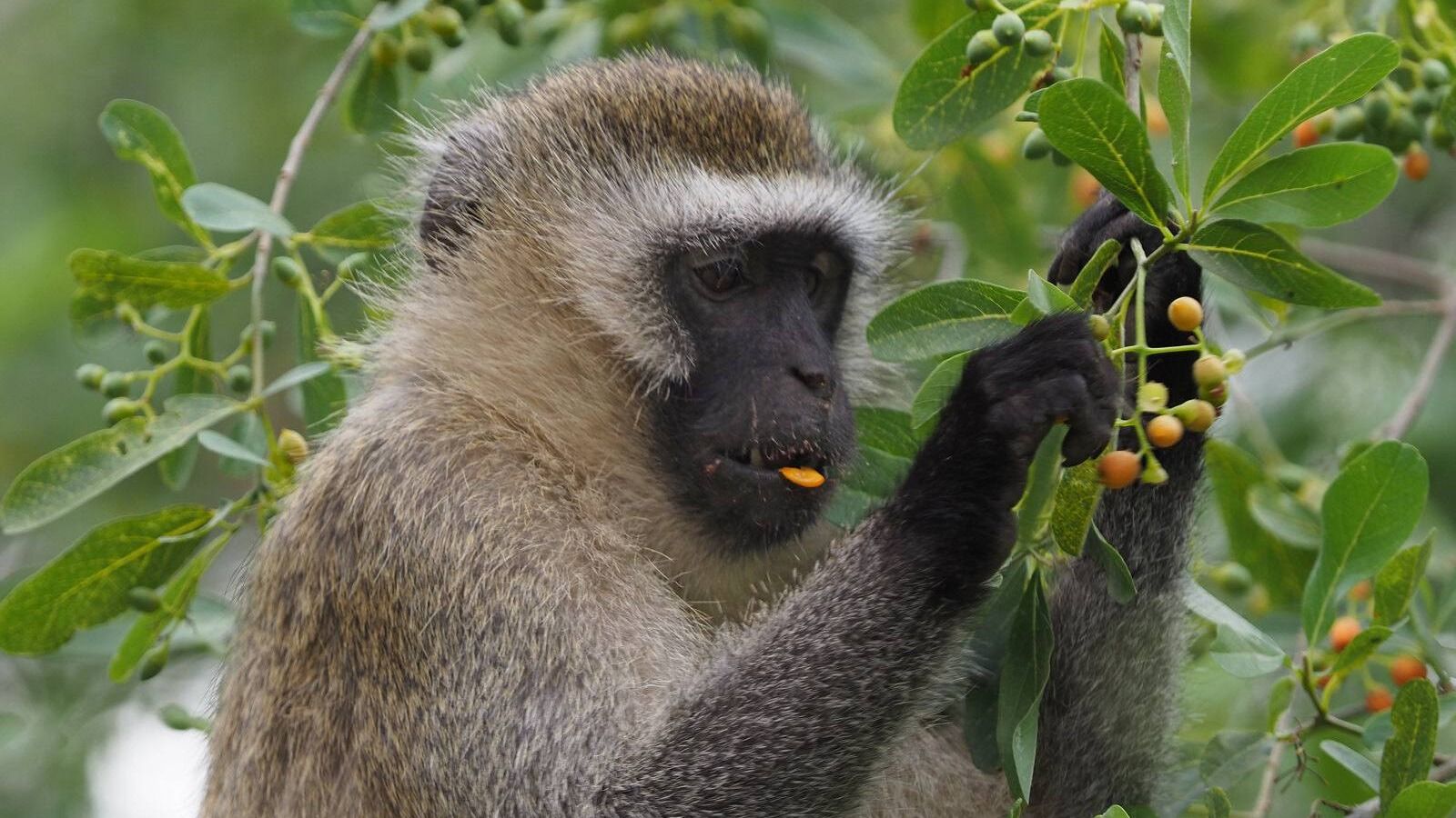 3-Day Mid Range Safari - Serengeti and Ngorongoro Crater - Image - 8445