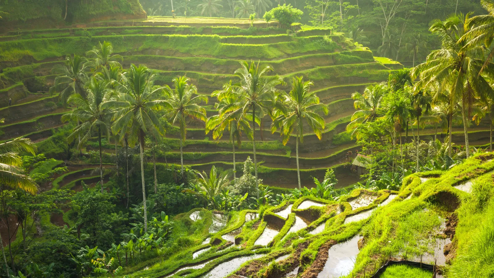 Pesona Kintamani dan Keajaiban Alam Bali - Bali Full-Day Tour