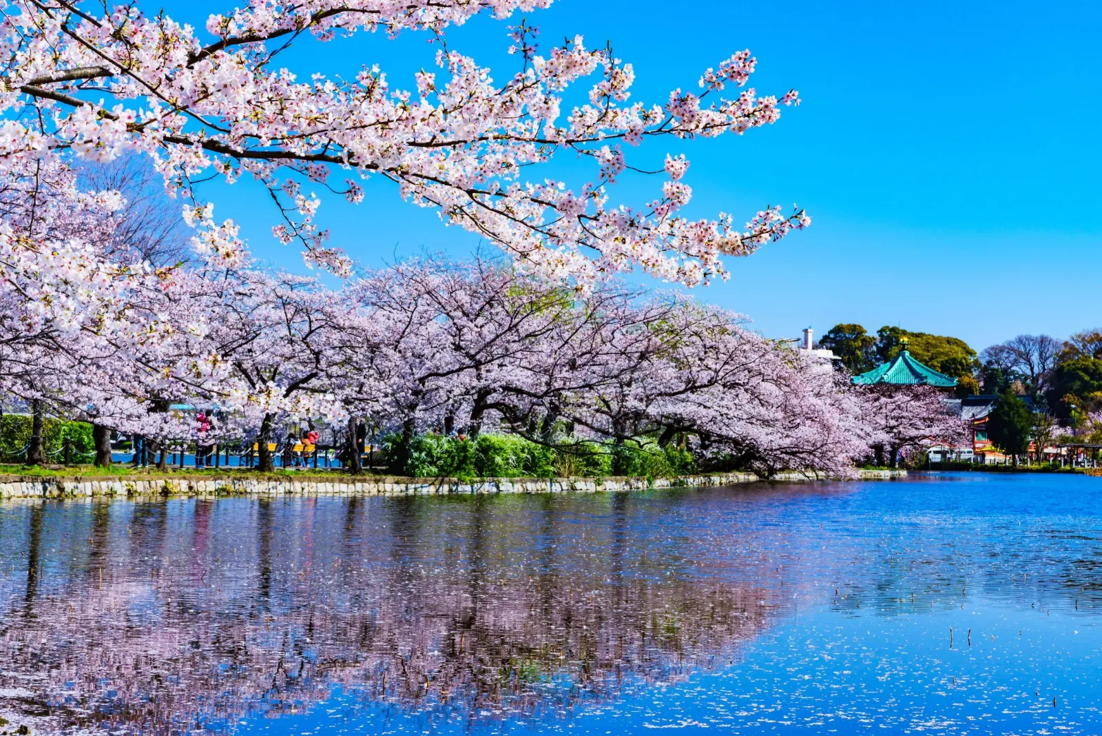 TOKYO - MOUNT FUJI - KYOTO - OSAKA - Image - 536