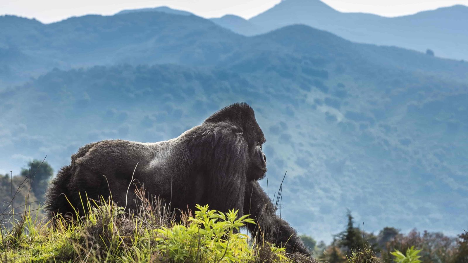 7 Days Rwanda Primates & Wilderness Expedition - Image - 9171
