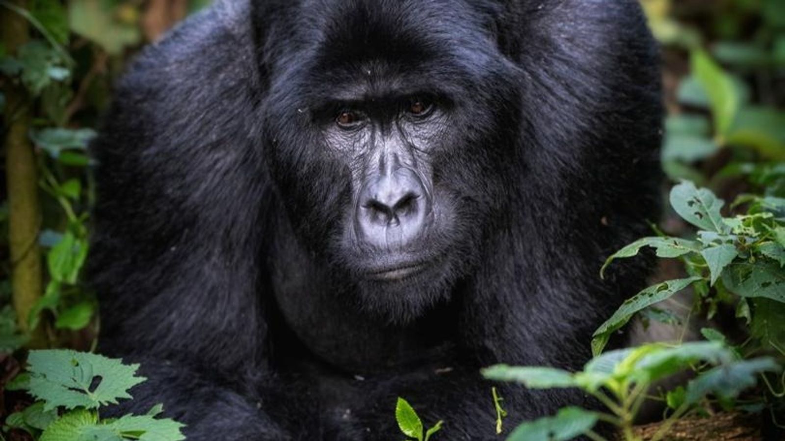 3 Days Gorilla Trekking Tour in Bwindi NP - Image - 8668