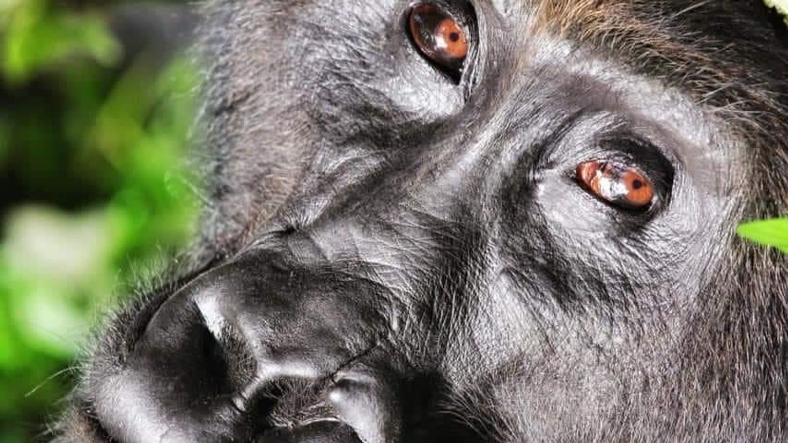3 Days Gorilla Trekking Tour in Bwindi NP - Image - 8667