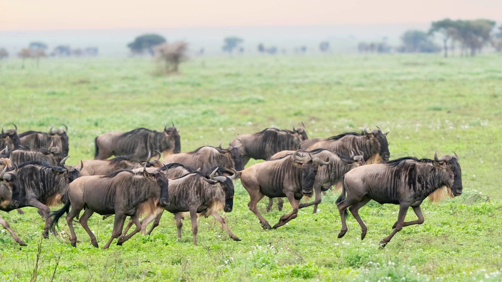 6 Days Amboseli & Maasai Mara Explorer - Image - 9571