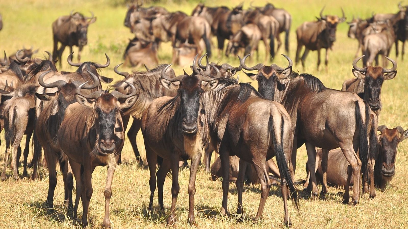 3-Day Mid Range Safari - Serengeti and Ngorongoro Crater - Image - 8481