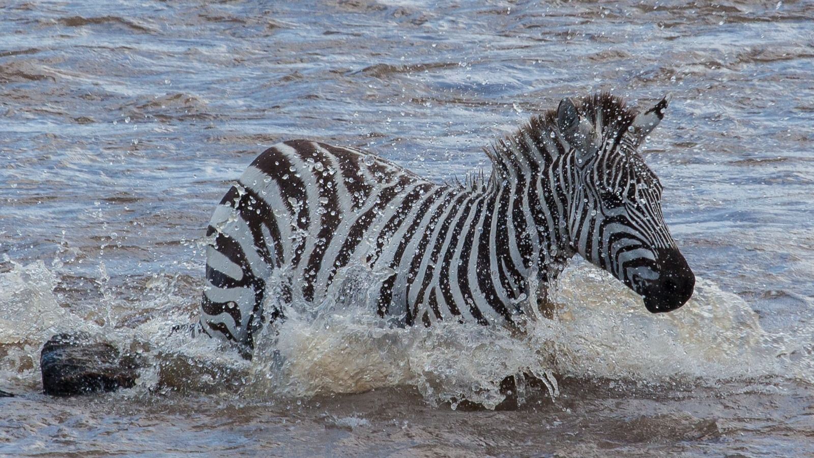 3-Day Mid Range Safari - Serengeti and Ngorongoro Crater - Image - 8450