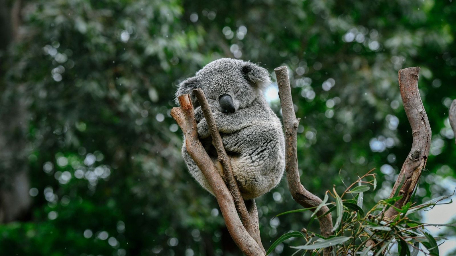 TOUR TRƯỢT TUYẾT 7N6Đ: TP HCM - SYDNEY – MELBOURNE - MT BULLER - Image - 25942