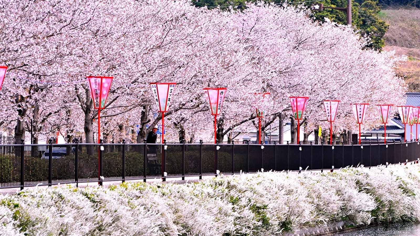 Japan Tour | Ho Chi Minh City – Tokyo – Mt. Fuji – Kyoto – Osaka (6D5N) - Image - 227
