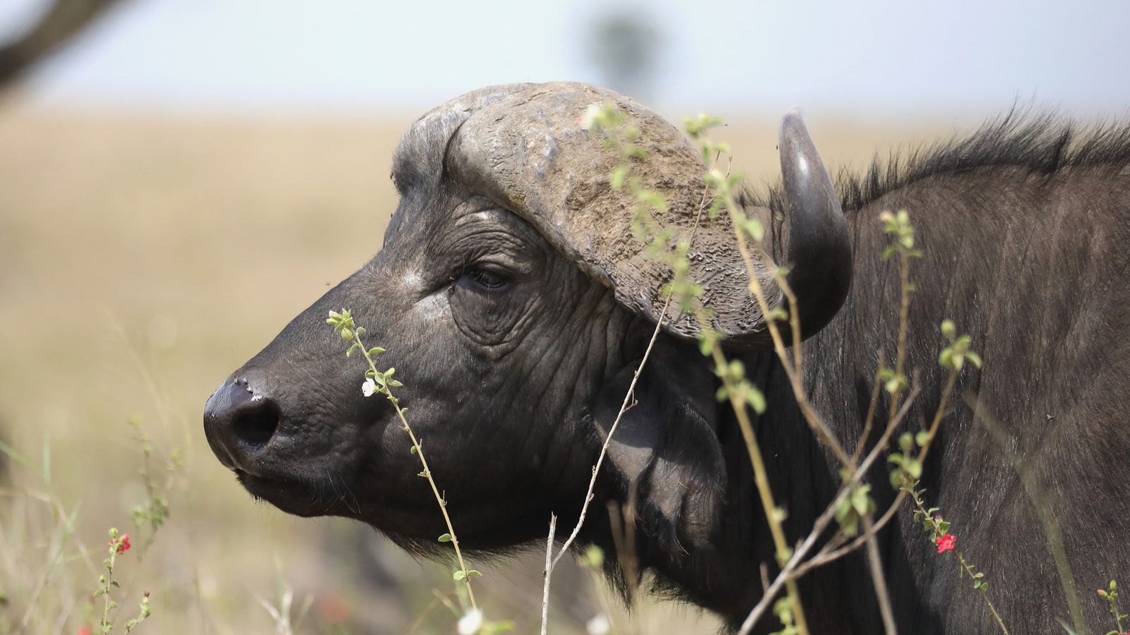 7 DAYS BIG FIVE SAFARI EXPERIENCE