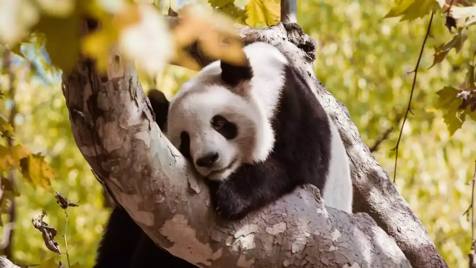 KHÁM PHÁ TỨ XUYÊN TRỌN VẸN 6N5Đ: HÀ NỘI- TRÙNG KHÁNH- CỬU TRẠI CÂU - ĐÔ GIANG YỂN- THÀNH ĐÔ - Image - 25115