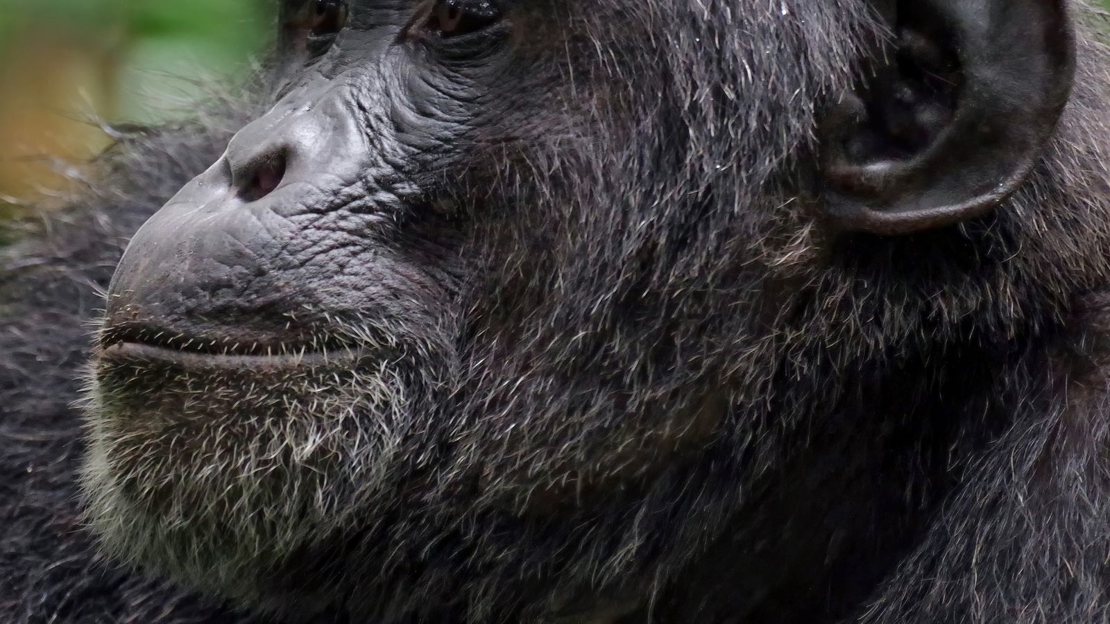Ngamba Island Chimpanzee Tour - Image - 8015