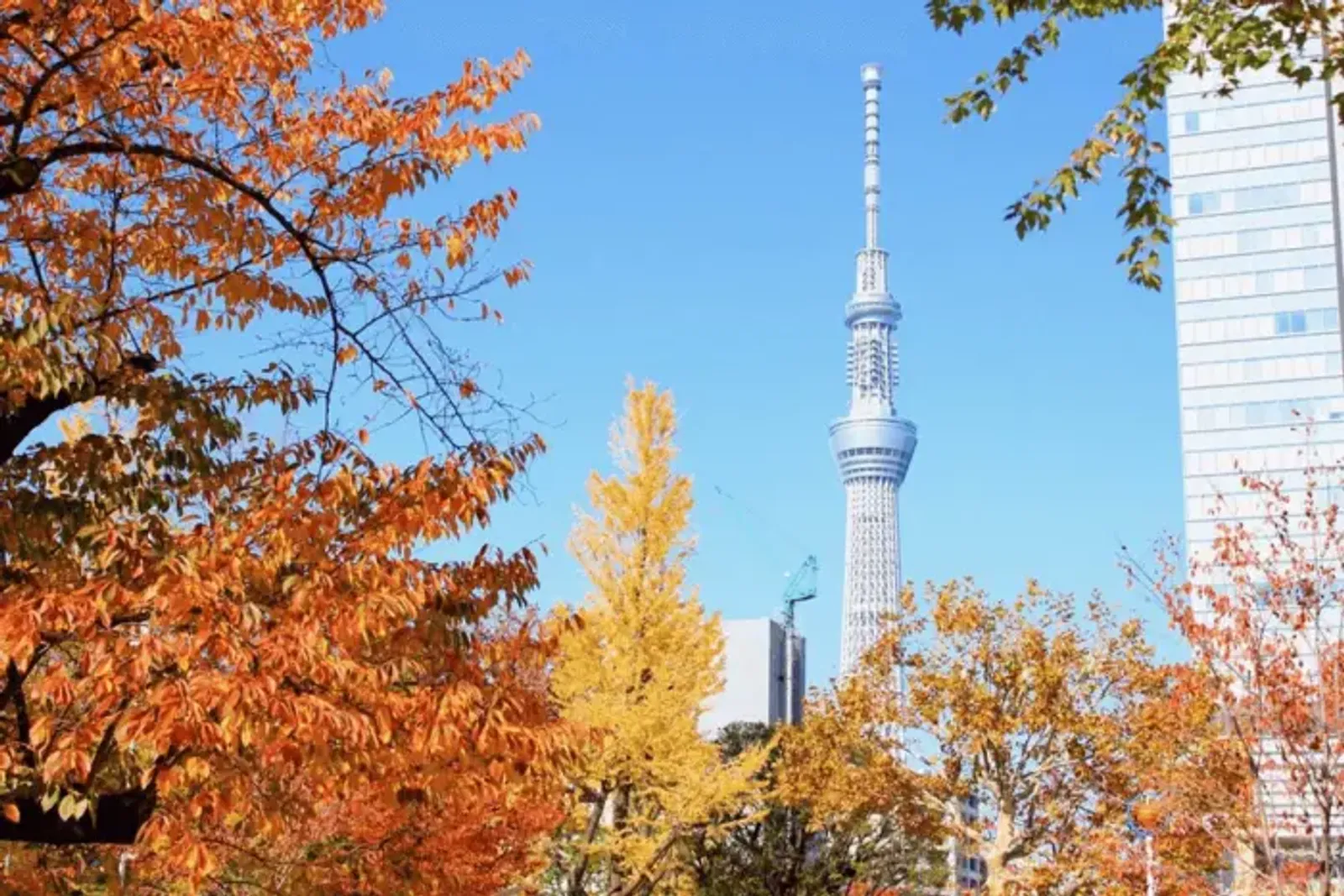 Hanoi – Tokyo – Mount Fuji – Yokohama – Odaiba Bay - Image - 520