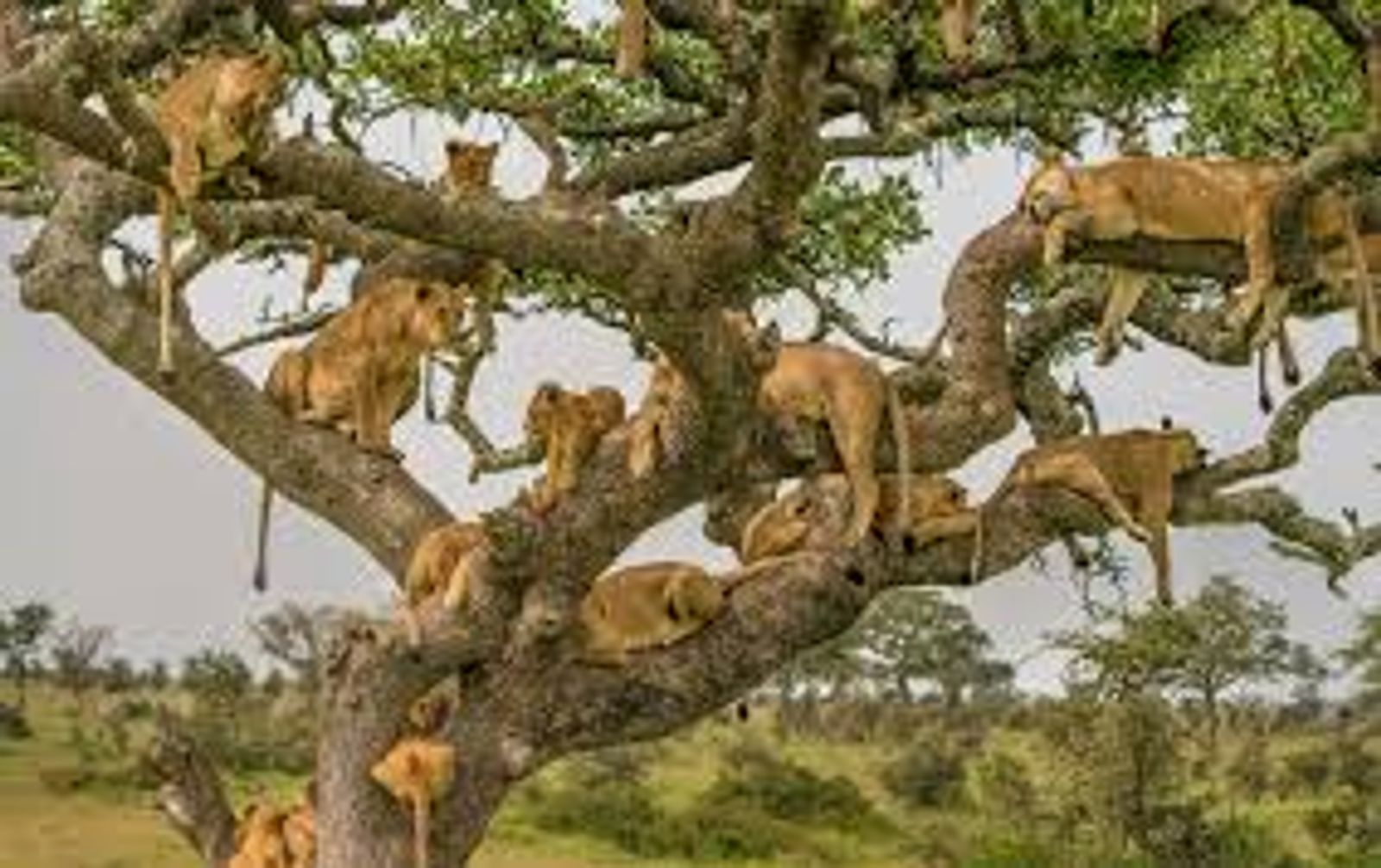 4 DAYS SERENGETI WILDERNESS ADVENTURE - Image - 2933