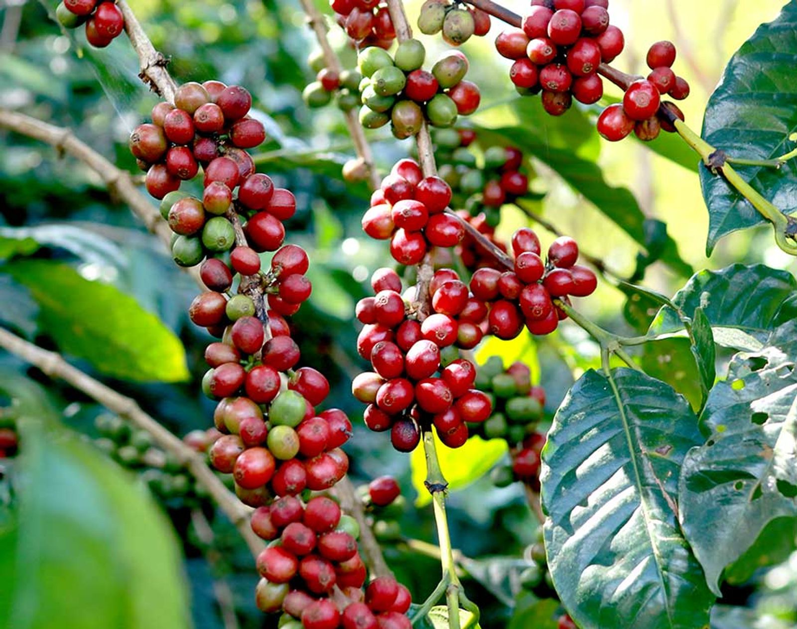 Discover Uganda on a 12-Day Journey from Tropical Glaciers to Chimps & Coffee - Image - 3659