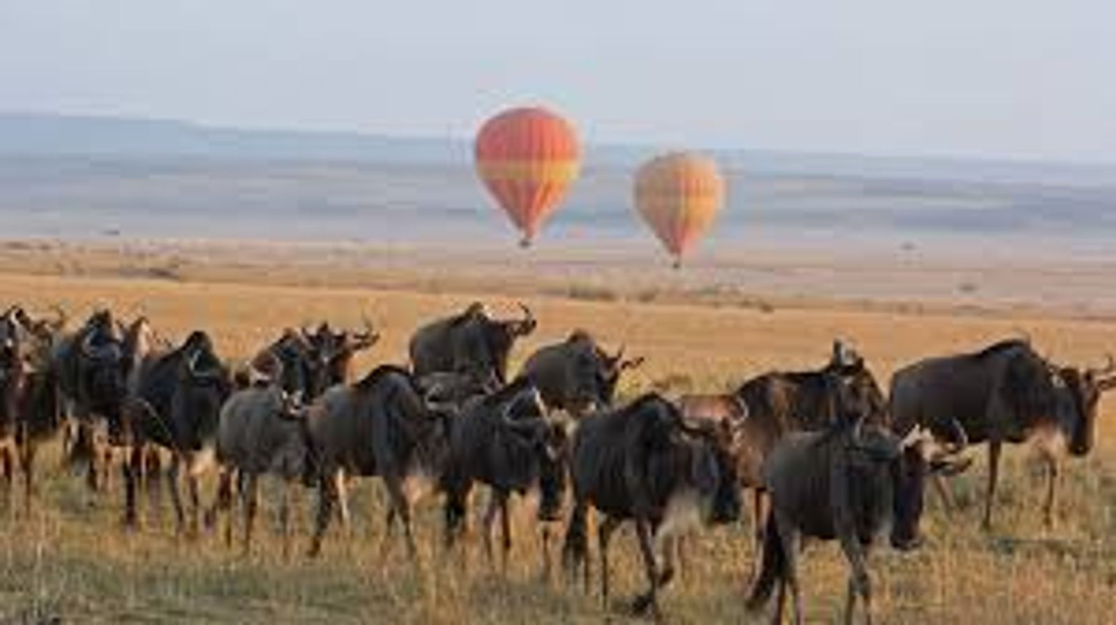 4 DAYS SERENGETI WILDERNESS ADVENTURE - Image - 2944