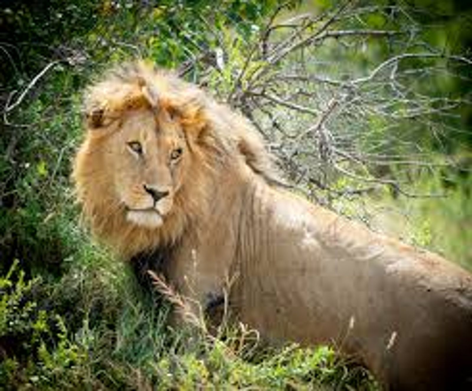 4 DAYS SERENGETI WILDERNESS ADVENTURE - Image - 2935
