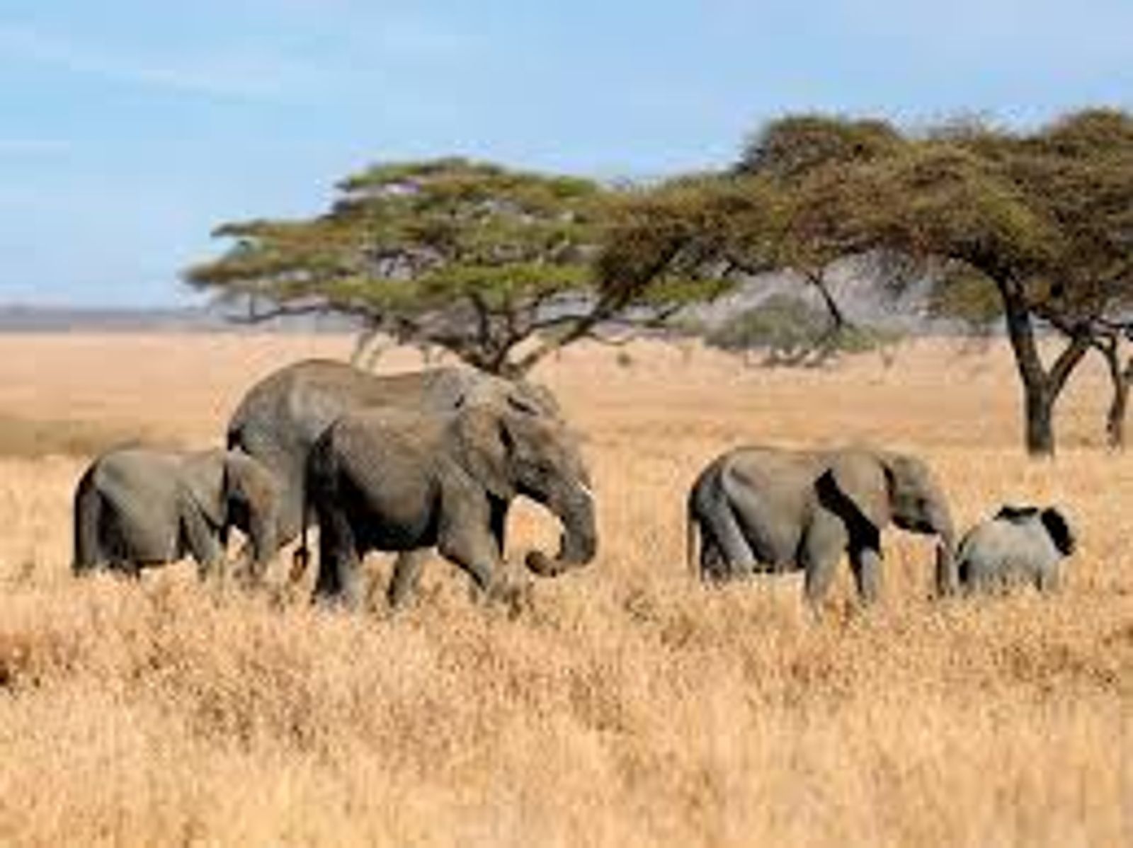 4 DAYS SERENGETI WILDERNESS ADVENTURE - Image - 2940