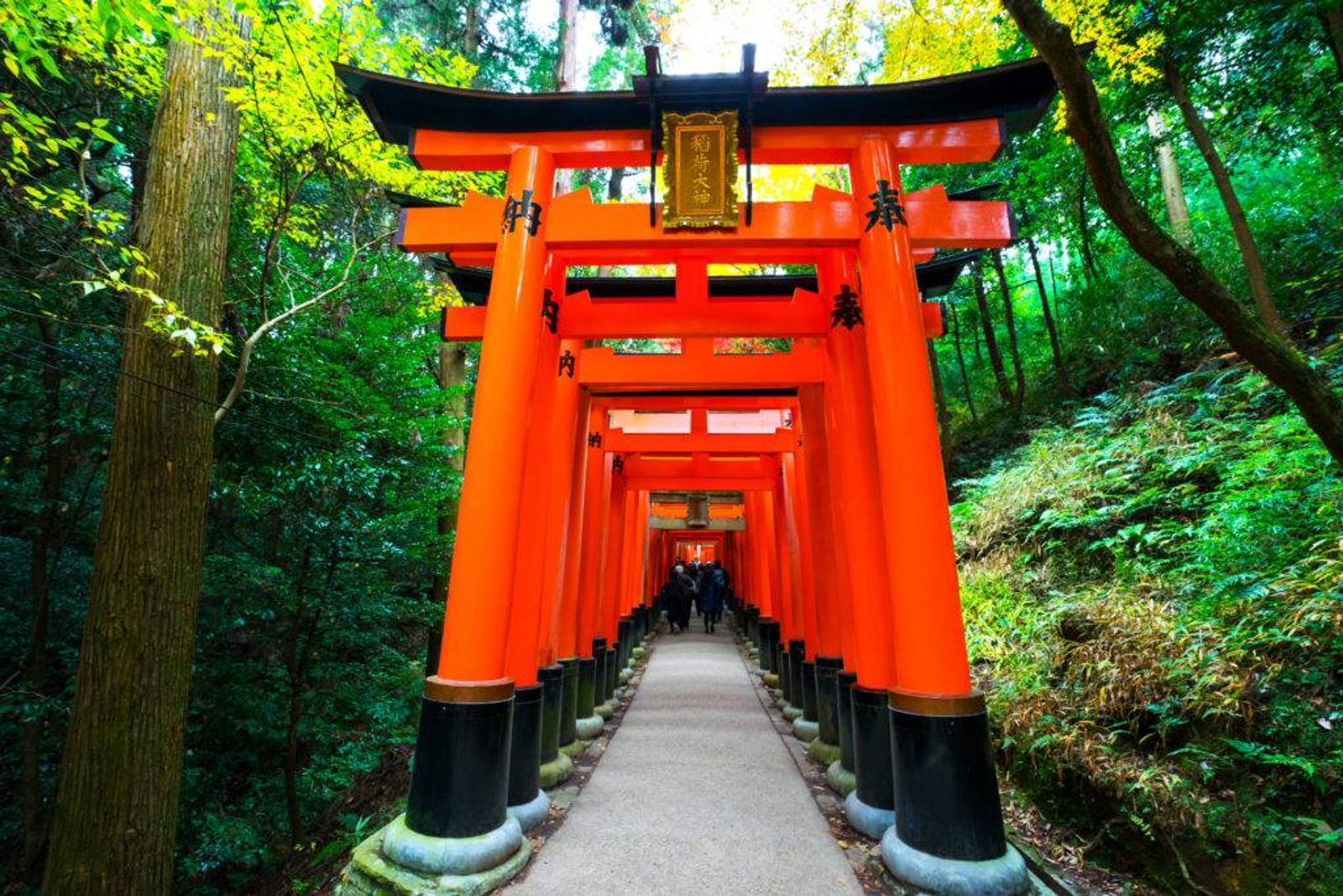 OSAKA – KYOTO – FUJI - Image - 3743